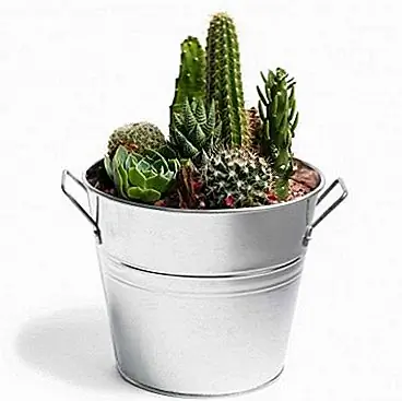 Это прекрасный миниатюрный сад, сидящий в оцинкованном горшке. Это сделало бы красивое дополнение к вашему дому или интересный подарок для кого-то другого. В функциях сочетаются низкообогащаемые растения, которые научились счастливо жить вместе. Размеры банка составляют 5,5 "DIAM x 10,5" H.