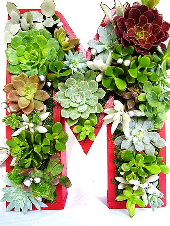 Если вы хотите что-то персонализированное и оригинальное, вы можете выбрать этот прекрасный монограммный плантатор. Это сделало бы большой центр или акцент. Вы можете повесить его на стену, на входную дверь или вы можете поместить на мантию. Это был бы прекрасный подарок. Вы получите деревянный ящик ручной работы, коллекцию больших, средних и малых растений, инструкции по уходу и оборудование. Вы можете выбрать размер и цвет. Доступно за 89 долларов США.