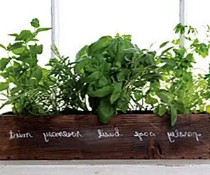 Как вырастить свой собственный закрытый травяной сад - советы и идеи