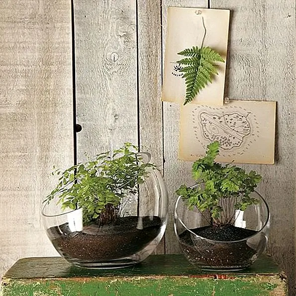 Если вы хотите полюбоваться своими растениями по всей своей красоте, прозрачный стеклянный террариум, такой как этот, был бы идеальным. Они позволяют выращивать ваши любимые растения в неглубоком посадочном пространстве и сделать их звездами вашего декора. Террариумы круглые по форме и имеют широкое отверстие. Это ручные стеклянные шары. Имеются небольшие (8,7 "диам. X 7,5" ч) и большие (большие: 9,5 "диаметра x 8" h) версии. От 16 евро.