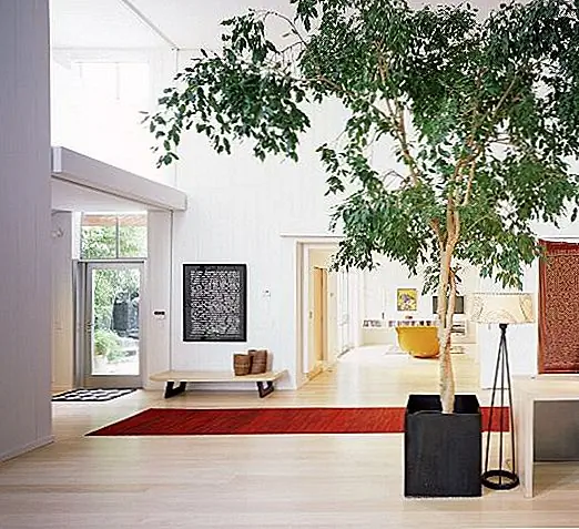 Вы могли бы подумать, что дерево не имеет места внутри дома. Это может быть справедливо для небольших помещений, но когда есть много возможностей для прогулок, небольшое дерево может действительно процветать в помещении. Конечно, для этого нужно много естественного света и адекватного ухода, поэтому убедитесь, что у него большой горшок, поэтому корни могут расти. Было бы неплохо разместить его под просветом.