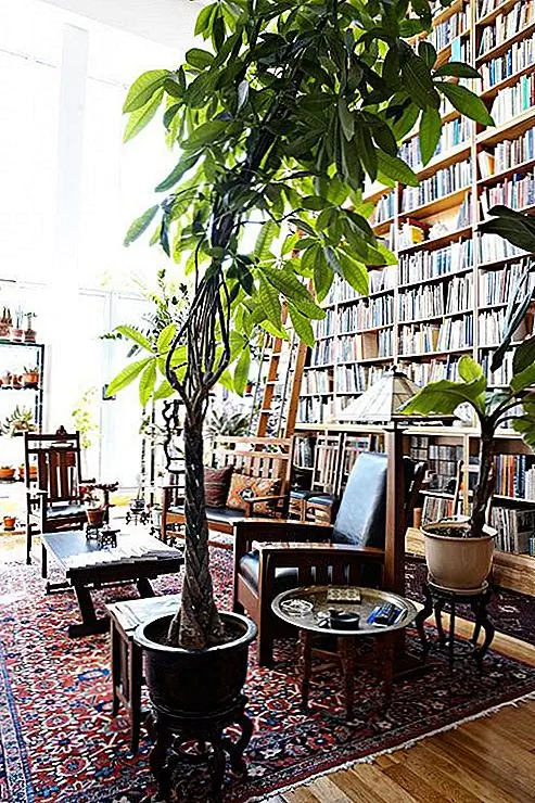 Библиотеки и заводы создают отличную пару. Это потому, что растения очень расслабляющие и успокаивающие, а некоторые даже говорят, что они помогают нам сконцентрироваться лучше. Есть также много воздухоочистительных установок, на которые вы можете выбрать. Высокое крытое растение, такое как этот, может опираться на книжные полки и придавать комнате уникальный и очень удобный внешний вид и атмосферу.