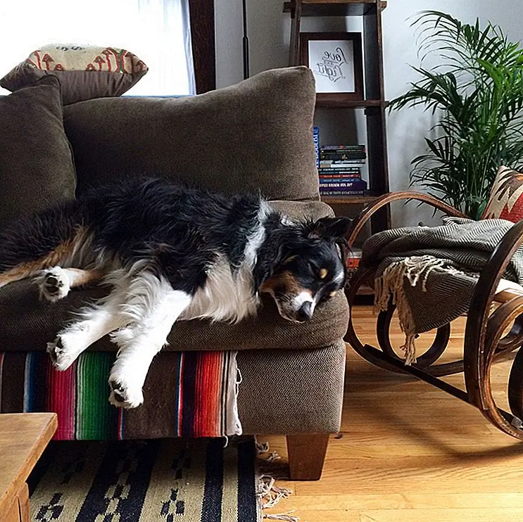 Вы также можете найти такие чистящие средства в зоомагазинах. Убедитесь, что вы используете его правильно и внимательно следуйте инструкциям. Избегайте использования пароочистителей, так как интенсивное нагревание может привести к попаданию запахов в волокна.