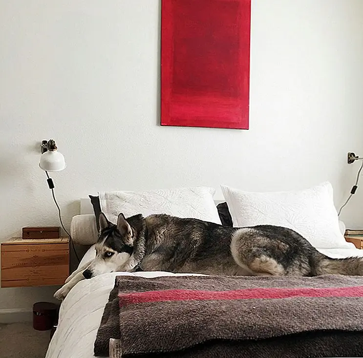 После того, как вы очистили область, нанесите на пищевую соду и на нее. Посыпьте его на ковер, и он поглотит оставшуюся жидкость, а также запах. Пусть он сидит в течение часа или около того, а затем вакуумирует его.