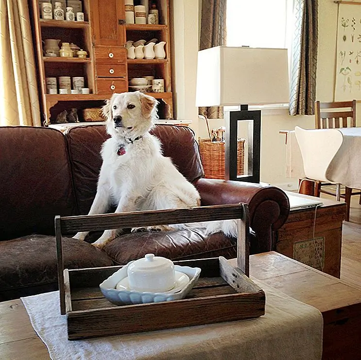 Как получить пятна от питомца и запах из ковра