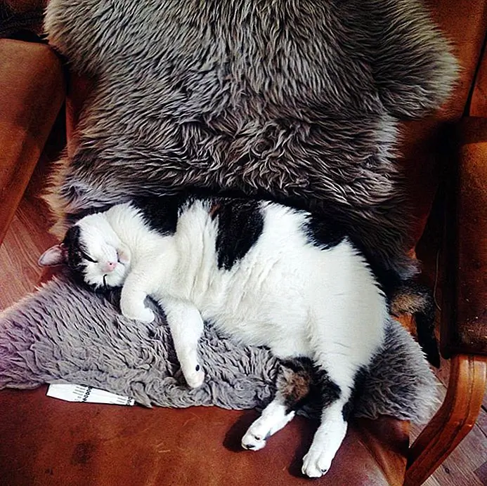 Как только область станет чистой и свежей, держите кошку или собаку вне помещения или найдите способ предотвратить повторное использование этой области. Если вы заметили, что проблема не устранена, возможно, у вашего питомца есть проблемы со здоровьем и его необходимо проверить. Или, может быть, вам нужно переучивать его, чтобы использовать ящик для мусора или туалет.