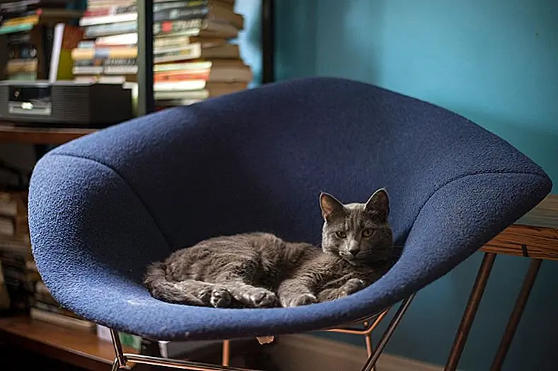 Прежде всего, избавьтесь от лишней мочи на ковер. Попытайтесь удалить как можно больше, чтобы облегчить очистку остальных. Также важно как можно скорее очистить пятно. Пометьте область бумажным полотенцем. Затем вам необходимо использовать очищающий раствор. Вы можете сделать это сами. Смешайте белый уксус и белый в равных количествах и нанесите смесь распылительной бутылкой. Будьте осторожны, чтобы не перенасыщать ковер, потому что моча глубже проникает в прокладку, и избавиться от нее станет невозможно.