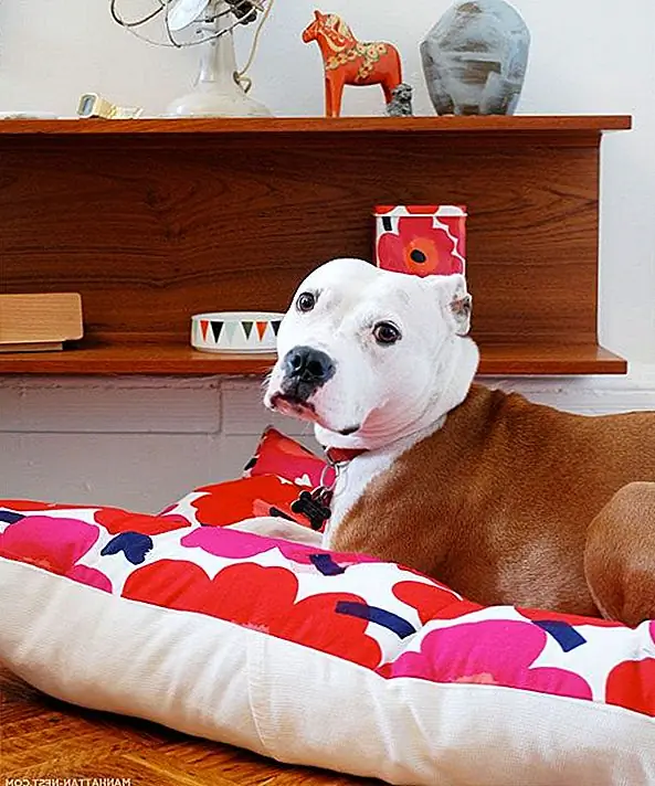 Каждая крытая собака нуждается в кровати, чтобы пообщаться и прижаться в гостиной. Удостоверьтесь, что он достаточно стильный, чтобы действовать как часть декора пола.