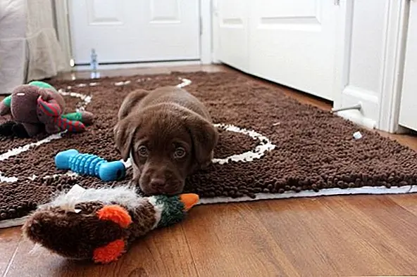 Держите высокие зоны движения свободными от пятен травы, влажных лап и бедствия с ковриком. Это может быть небольшой коврик или бегун, чтобы сохранить стильный вид на дорожке, чтобы выйти на улицу.