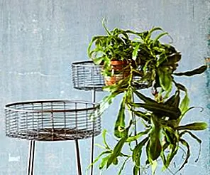 13 растений строят, чтобы дать вашим комнатным растениям дом