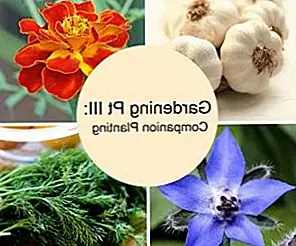 Советы по садоводству Pt III: Посадка компаньона