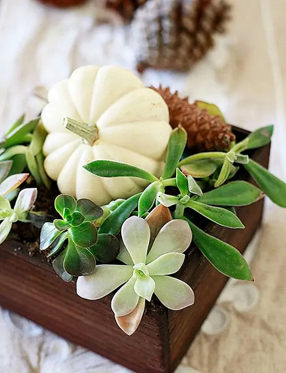 Возможно, у вас есть все время в мире, но очень мало денег, чтобы делать проекты. Скромная вещь, которую нужно сделать, это купить одну или две маленькие тыквы и пристроить их к суккулентам и комнатным растениям, которые у вас уже есть. Поговорите о легко осенью. (через Yummy Mummy Kitchen)