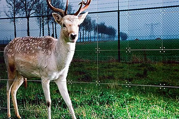 Умные настенные покрытия из IXXI