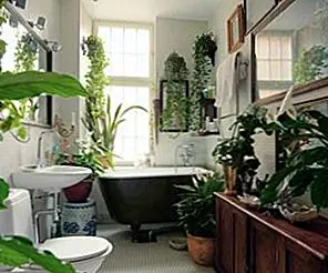 Лучшие растения, подходящие для вашей ванной комнаты - Свежие идеи декора
