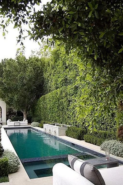 Если вы посадите кусты ближе друг к другу и позвольте им расти, вы сможете сформировать пышную живую стену. Он отлично смотрится у бассейна, предлагая много уединения и выглядя потрясающе.