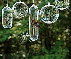 Магические подвесные стеклянные пузырьковые плантаторы