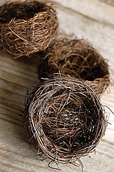 Естественные гнезда для птиц