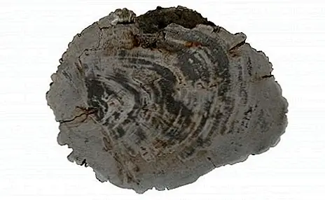 Окаменевшее дерево в виде наружного табурета или стола