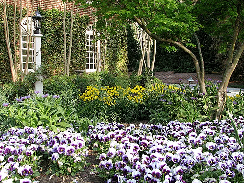 Анютины глазки - это дружественные к аллергии цветы, которые легко выращивать. Изображение: Садоводство с уверенностью