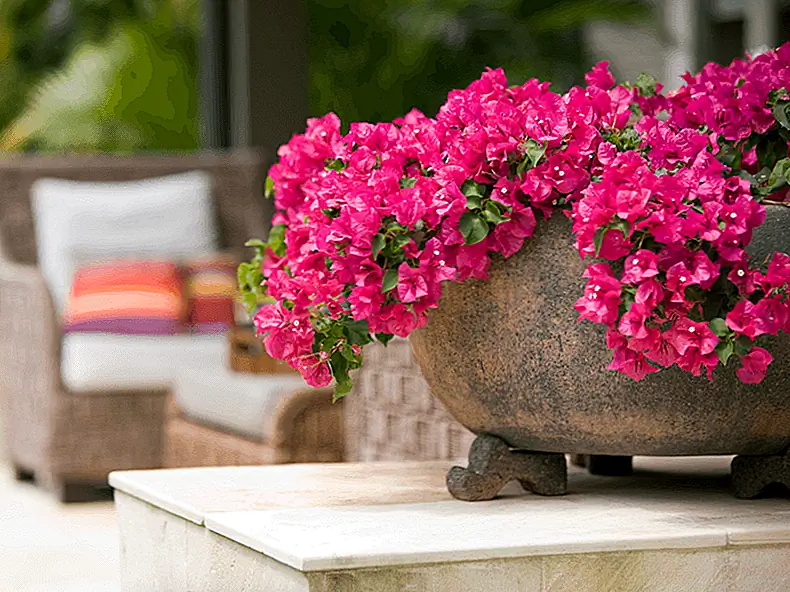 Засухоустойчивая бугенвиллея также переносима для страдающих аллергией. Изображение: Секретные сады