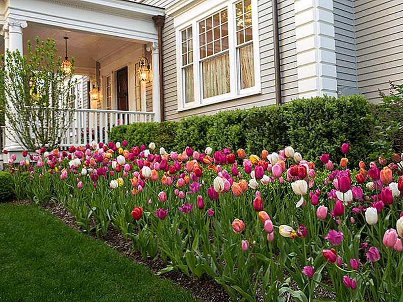 Любимый цветок Весны идеально подходит для сада без чиха. Изображение: Cording Landscape