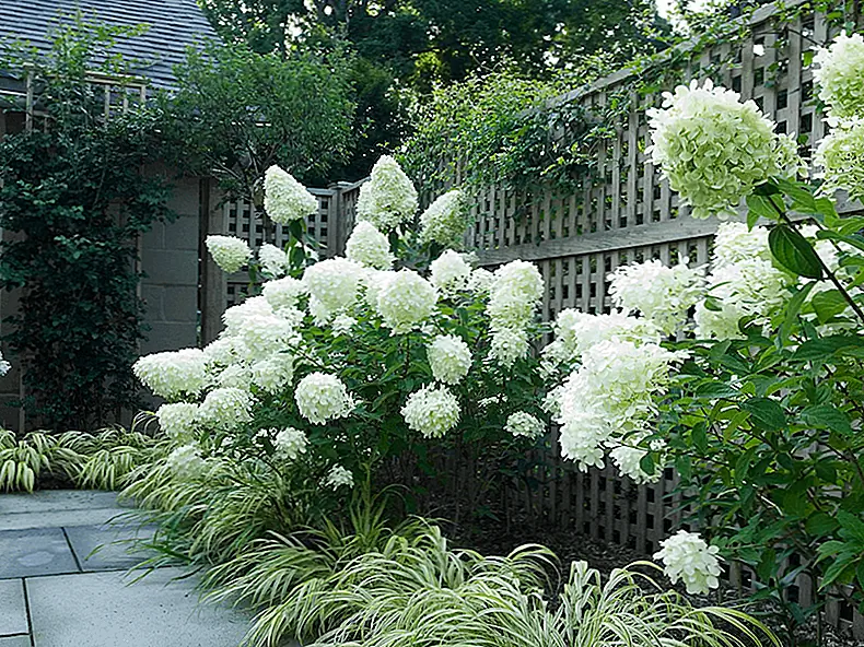 Большие и длительные цветы гортензии не вызовут ваших симптомов. Изображение: Ландшафтный дизайн Westover