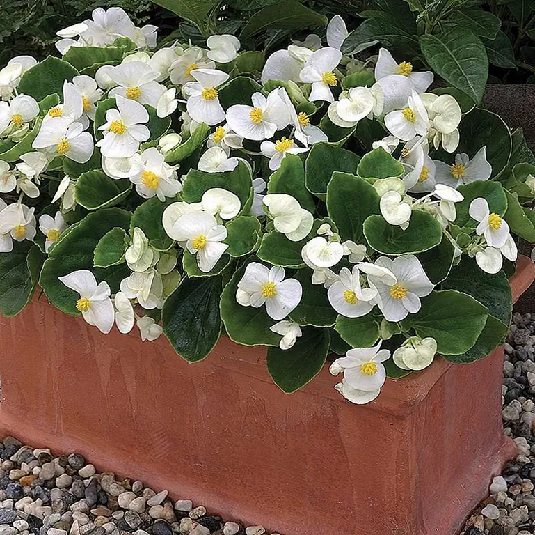 Бегонии приходят в самых разных формах и цветах, все с минимальной пыльцой. Изображение: Veseys