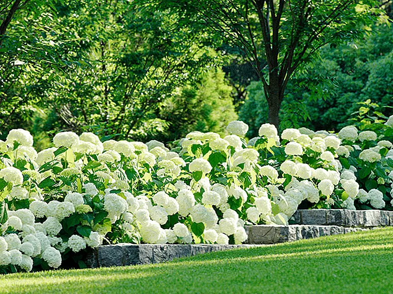 Лучшие дружественные к аллергии цветы для вашего сада