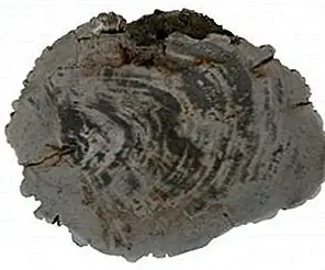 Окаменевшее дерево в виде наружного табурета или стола