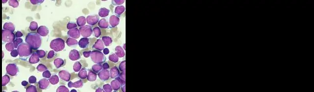 Исследование выявляет прогрессивные средние компании