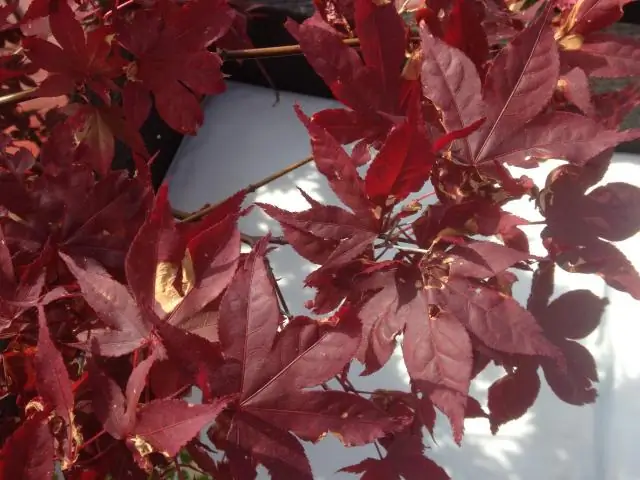 Pilz увеличивает продажи, количество сотрудников и долю экспорта в году