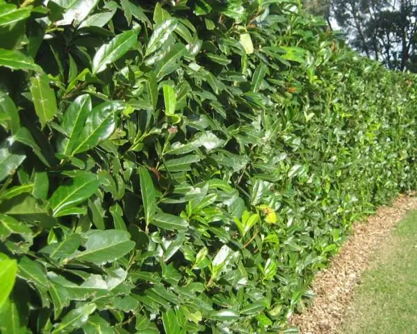 Вишневая лавровая изгородь