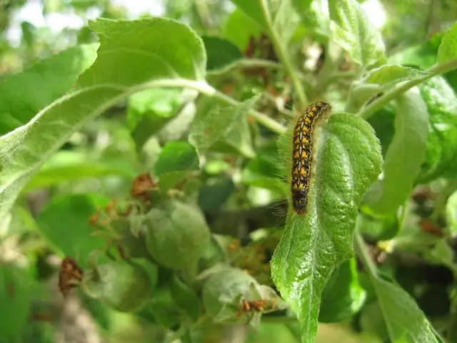 Моль яблочного листа вдохновляет на новые производственные процессы производства композитов