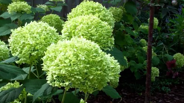 Распространение гортензии