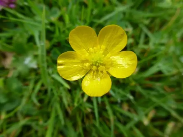 Купить семена газона