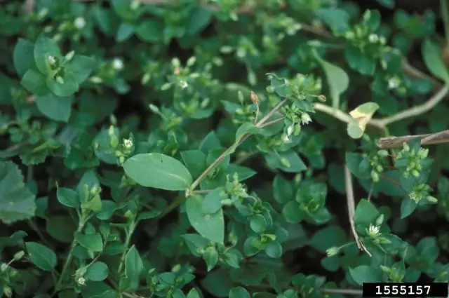 Выявить сорняки на газоне