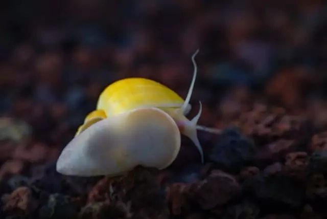 Защита от улиток