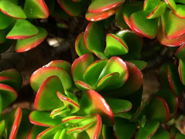 Компост оставляет