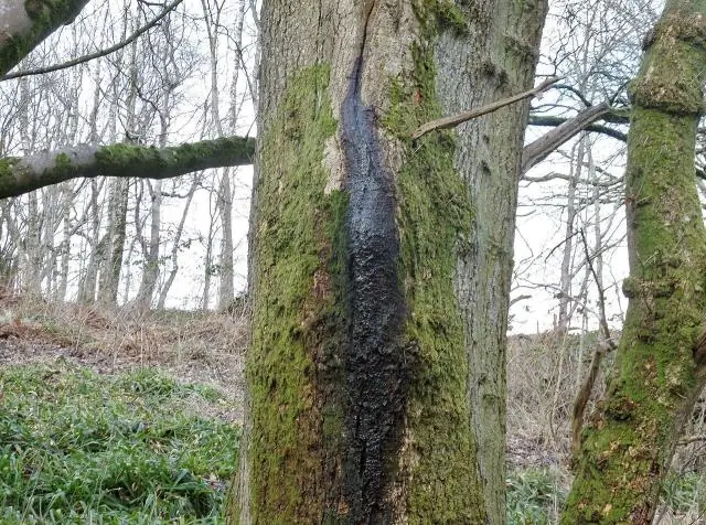 Липовая краска для деревьев