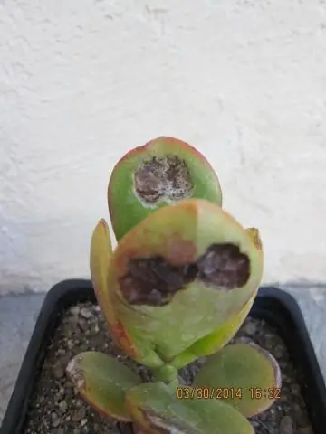 Завод солнечных ожогов