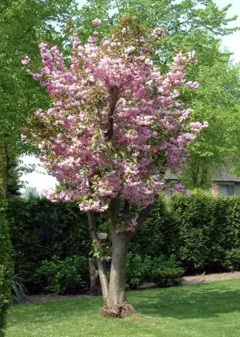 Деревья и кустарники: обучающая обрезка